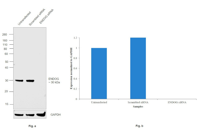 ENDOG Antibody