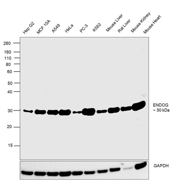 ENDOG Antibody in Western Blot (WB)