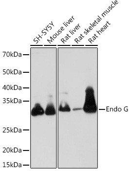 ENDOG Antibody in Western Blot (WB)