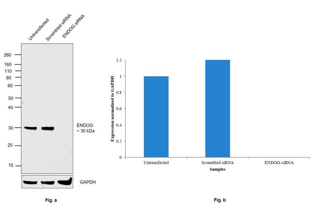 ENDOG Antibody in Western Blot (WB)