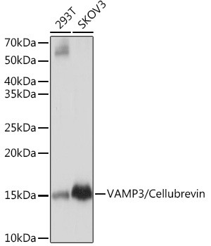 VAMP3 Antibody in Western Blot (WB)