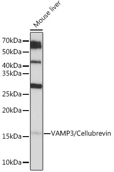 VAMP3 Antibody in Western Blot (WB)