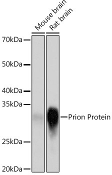 PrP Antibody in Western Blot (WB)