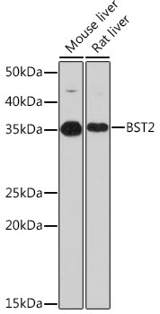 BST2 Antibody in Western Blot (WB)