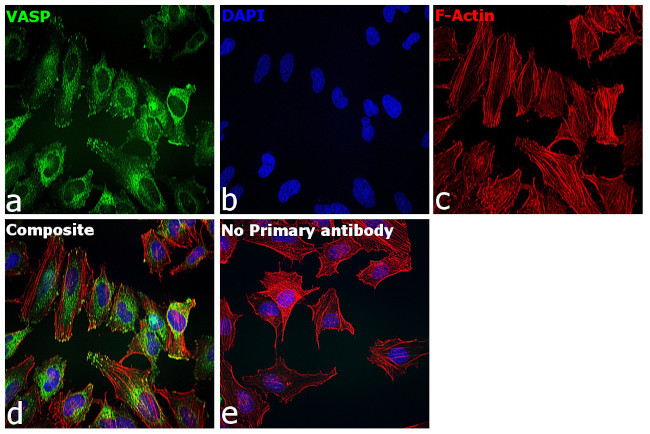 VASP Antibody in Immunocytochemistry (ICC/IF)