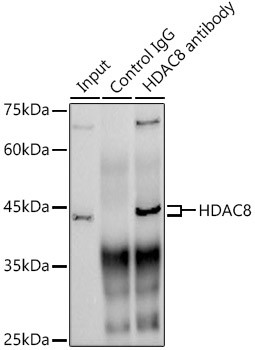 HDAC8 Antibody in Immunoprecipitation (IP)