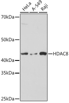 HDAC8 Antibody in Western Blot (WB)