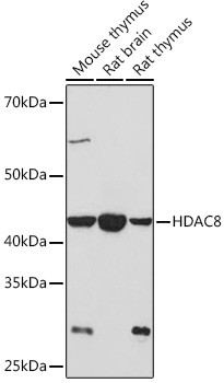 HDAC8 Antibody in Western Blot (WB)