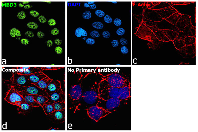 MBD3 Antibody in Immunocytochemistry (ICC/IF)