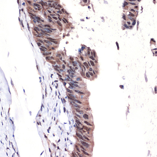 MBD3 Antibody in Immunohistochemistry (Paraffin) (IHC (P))