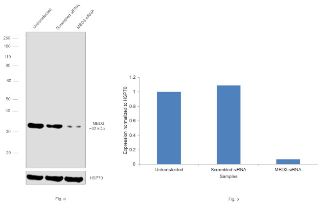 MBD3 Antibody in Western Blot (WB)