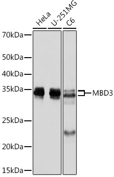 MBD3 Antibody in Western Blot (WB)