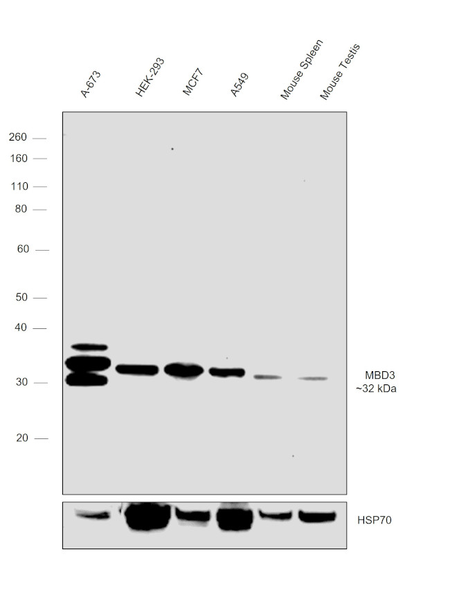 MBD3 Antibody in Western Blot (WB)