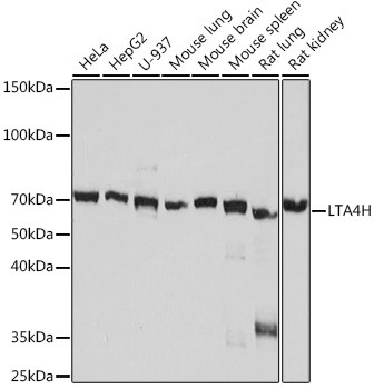 LTA4H Antibody in Western Blot (WB)