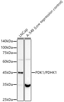 PDK1 Antibody in Western Blot (WB)