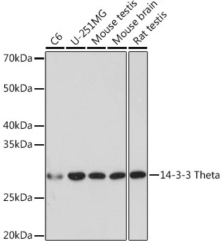 14-3-3 theta Antibody in Western Blot (WB)