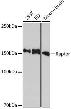 Raptor Antibody in Western Blot (WB)