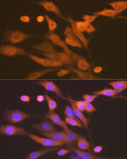 XDH Antibody in Immunocytochemistry (ICC/IF)