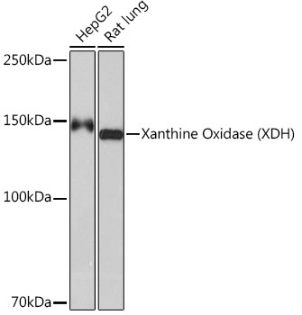 XDH Antibody in Western Blot (WB)