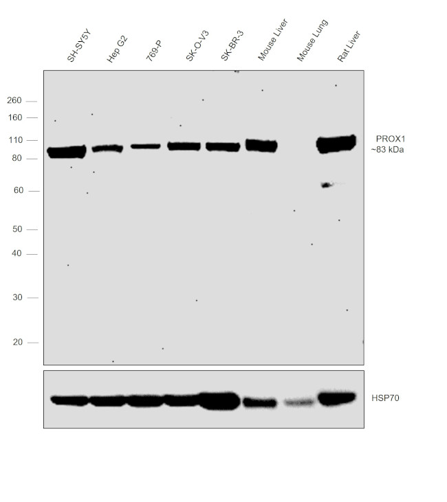 PROX1 Antibody in Western Blot (WB)