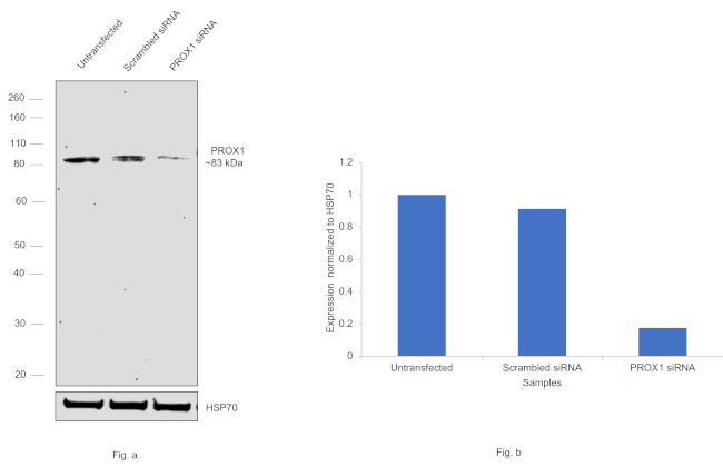 PROX1 Antibody in Western Blot (WB)