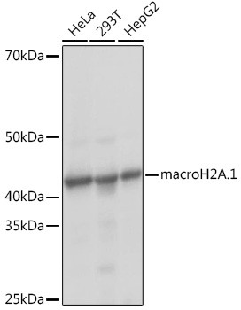 Histone Macro-H2A.1 Antibody in Western Blot (WB)