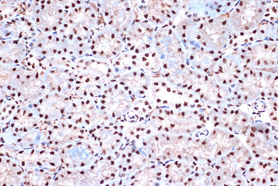 KHSRP Antibody in Immunohistochemistry (Paraffin) (IHC (P))