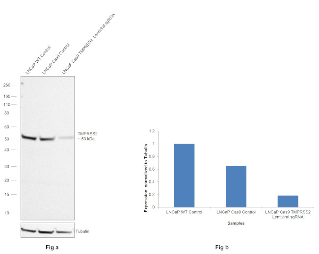 TMPRSS2 Antibody