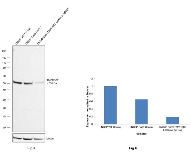 TMPRSS2 Antibody in Western Blot (WB)