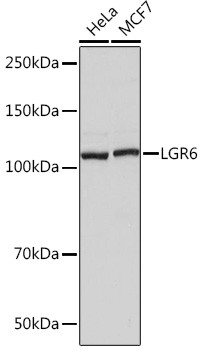 LGR6 Antibody in Western Blot (WB)