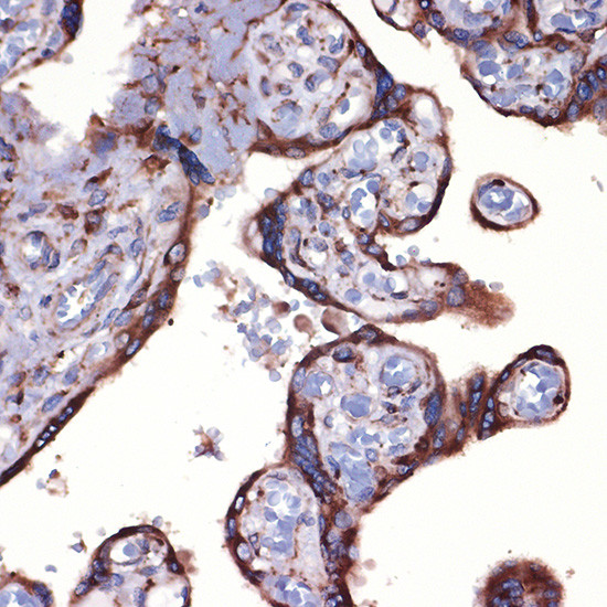 PRDX4 Antibody in Immunohistochemistry (Paraffin) (IHC (P))