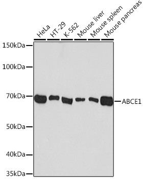 ABCE1 Antibody in Western Blot (WB)