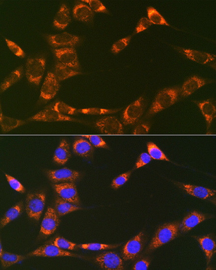 REA Antibody in Immunocytochemistry (ICC/IF)