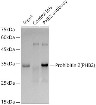 REA Antibody in Immunoprecipitation (IP)