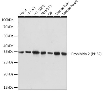 REA Antibody in Western Blot (WB)