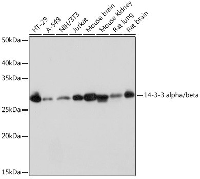 14-3-3 beta Antibody in Western Blot (WB)