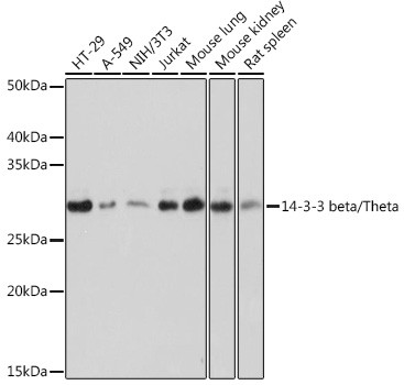 14-3-3 beta/zeta Antibody in Western Blot (WB)