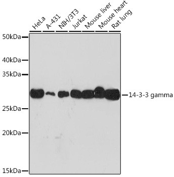 14-3-3 gamma Antibody in Western Blot (WB)