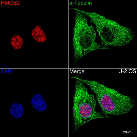 HMGB2 Antibody in Immunocytochemistry (ICC/IF)