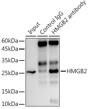 HMGB2 Antibody in Immunoprecipitation (IP)