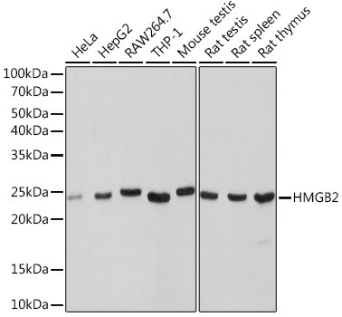 HMGB2 Antibody in Western Blot (WB)