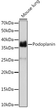 Podoplanin Antibody in Western Blot (WB)