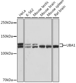 UBE1 Antibody in Western Blot (WB)