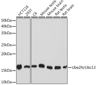 UBC13 Antibody in Western Blot (WB)