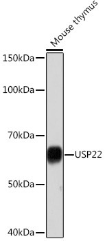 USP22 Antibody in Western Blot (WB)