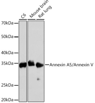 Annexin V Antibody in Western Blot (WB)