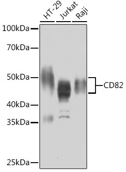 CD82 Antibody in Western Blot (WB)