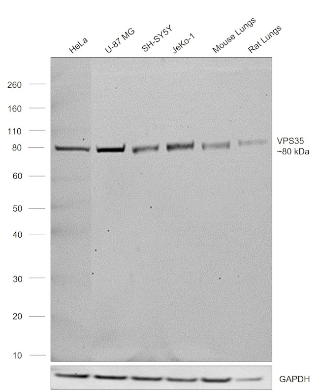 VPS35 Antibody in Western Blot (WB)