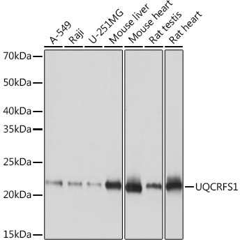 UQCRFS1 Antibody in Western Blot (WB)