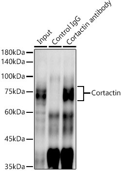 Cortactin Antibody in Immunoprecipitation (IP)